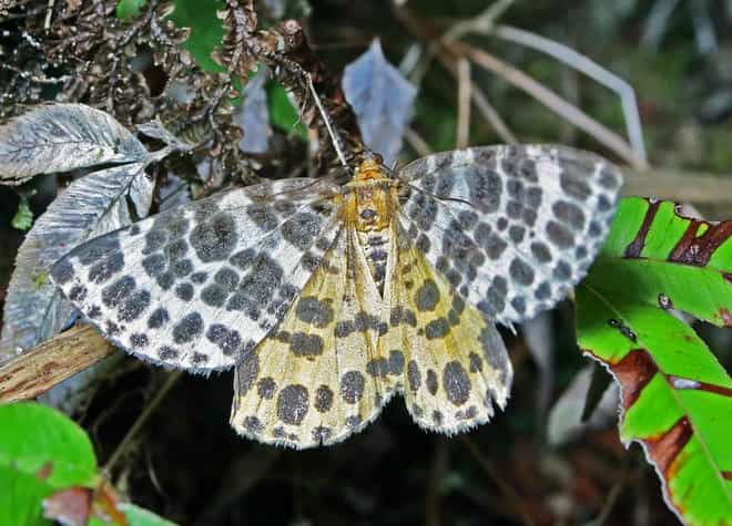 �����}�ӁE�L�V�^�G�_�V���N